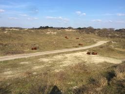 Makelaar Rockanje Makelaar Rockanje