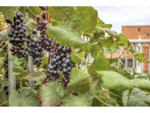 Dorpsstraat 15 ZUIDLAND media 22